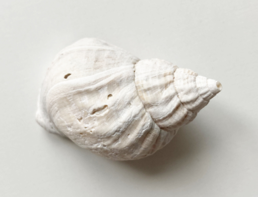 Muschel_520px
